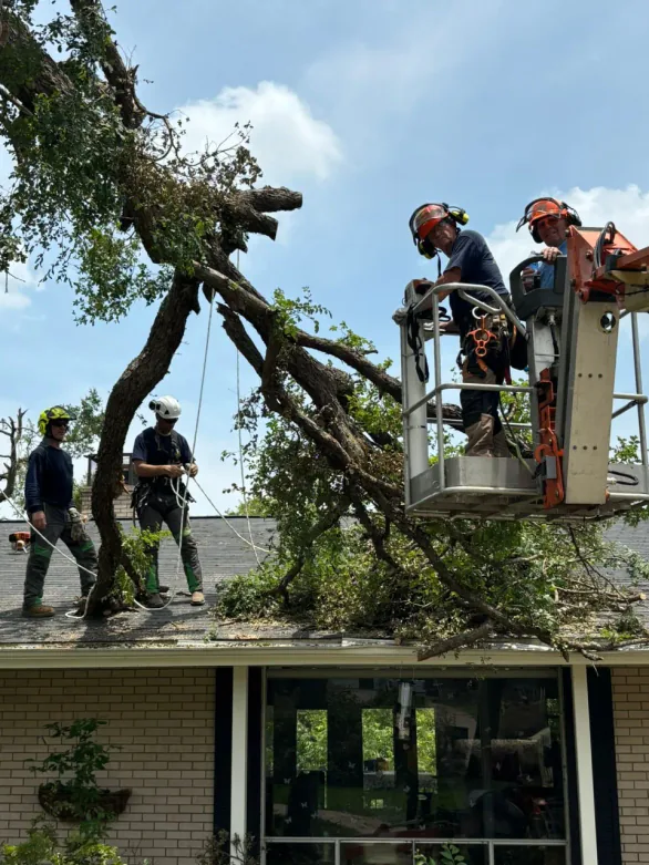 A disaster-response crew removing a fallen tree from a roof