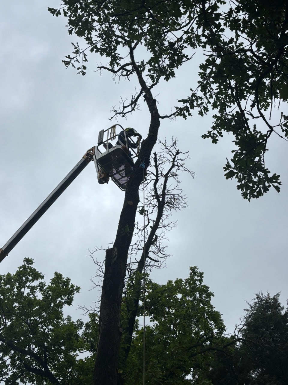 A chainsaw ministry volunteer works from a bucket lift while trimming a tall tree in Athens.