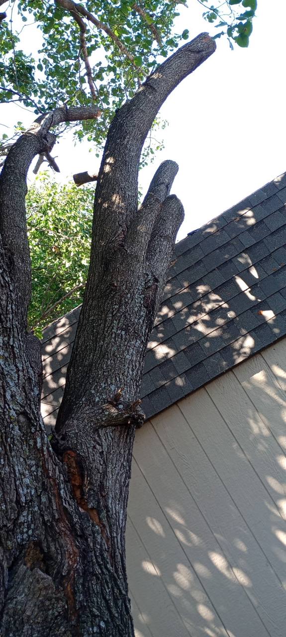 Tree limbs cut back beside a roof during the Roberts chainsaw ministry community service project in Waxahachie.