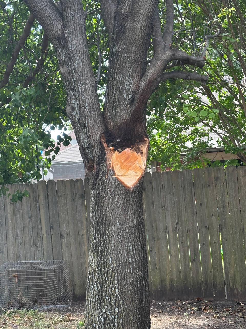 Freshly cut tree limb on a backyard tree after chainsaw ministry work during the Roberts project.