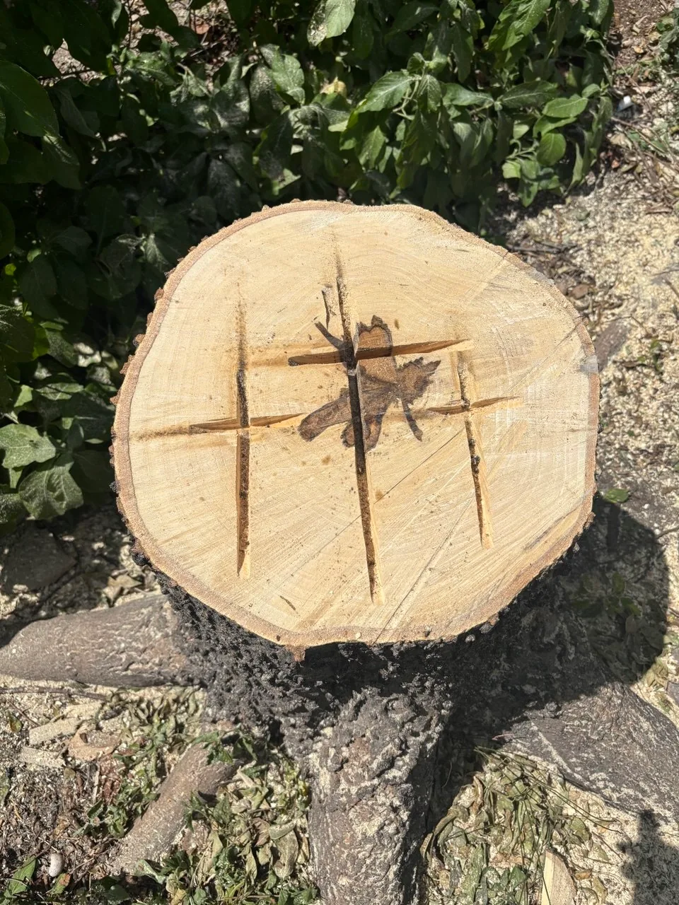 A cross carved into the freshly cut face of a tree stump after storm cleanup in Glenwood.
