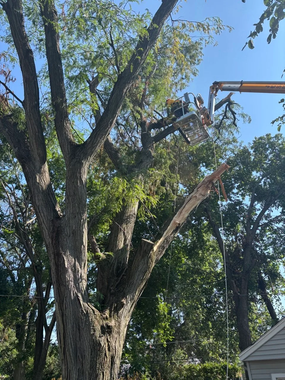 Chainsaw volunteer in a bucket lift cutting storm-damaged limbs from a large tree in Glenwood.