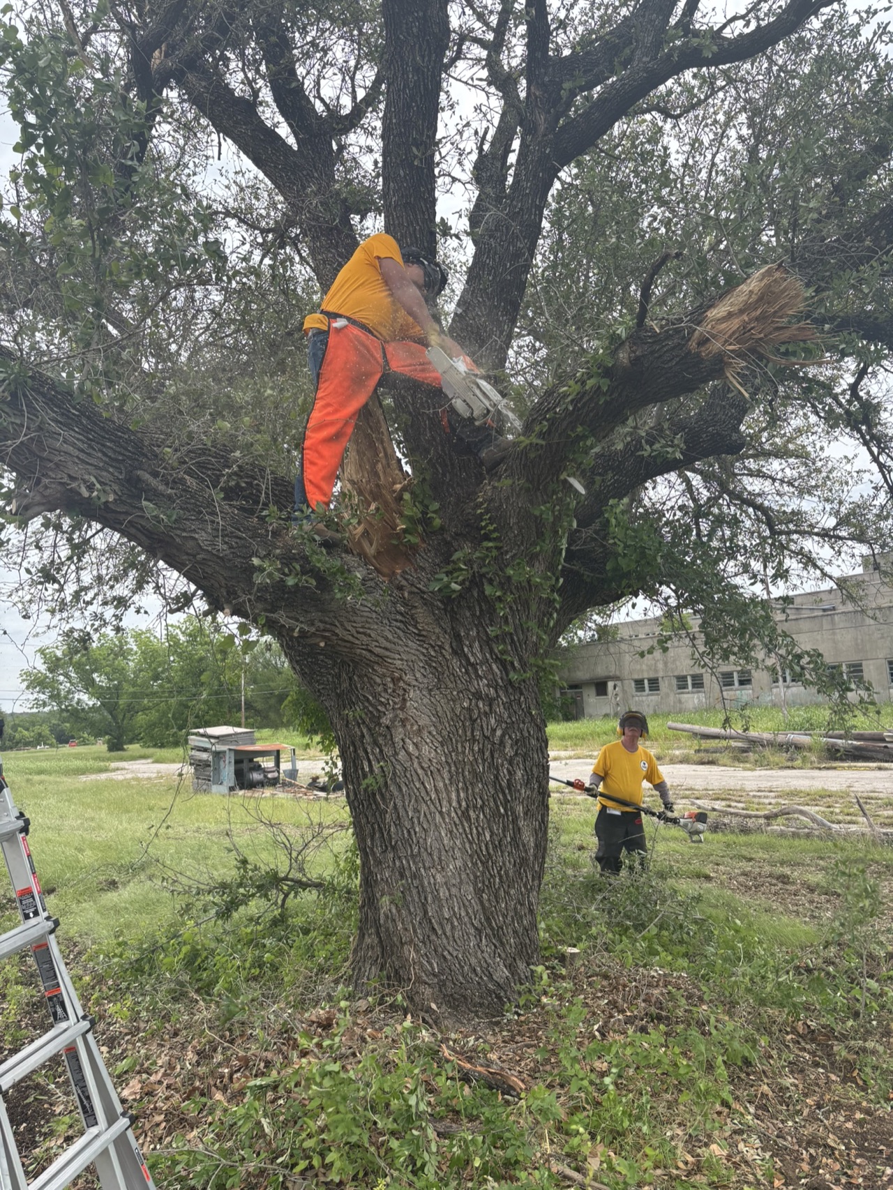 Volunteers clearing tree debris beside a damaged property in Mineral Wells.